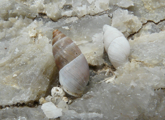 Chondrula (Mastus) pupa